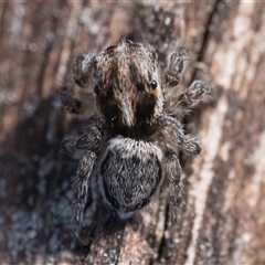 Maratus plumosus (Plumed Peacock Spider) at Oaks Estate, ACT - 14 Jan 2025 by patrickcox