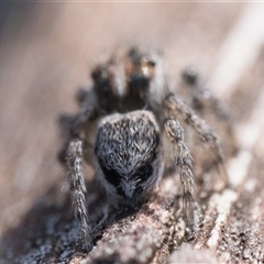 Maratus plumosus at Oaks Estate, ACT - 14 Jan 2025 09:00 AM