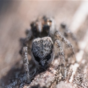 Maratus plumosus at Oaks Estate, ACT - 14 Jan 2025 09:00 AM