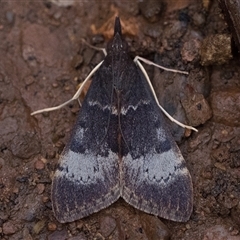 Uresiphita ornithopteralis (Tree Lucerne Moth) at Cotter River, ACT - 16 Jan 2025 by patrickcox