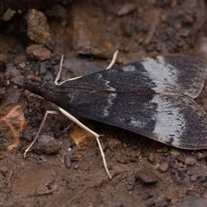 Uresiphita ornithopteralis at Cotter River, ACT - 16 Jan 2025