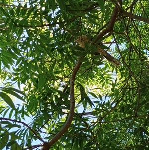 Eudynamys orientalis at Red Hill, ACT by HelenJ