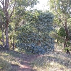 Acacia baileyana (Cootamundra Wattle, Golden Mimosa) at Hackett, ACT - 19 Apr 2011 by waltraud