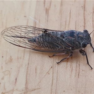 Atrapsalta furcilla at Yass River, NSW - 16 Jan 2025 11:46 AM