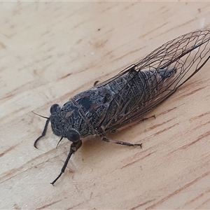 Atrapsalta furcilla at Yass River, NSW - 16 Jan 2025 11:46 AM