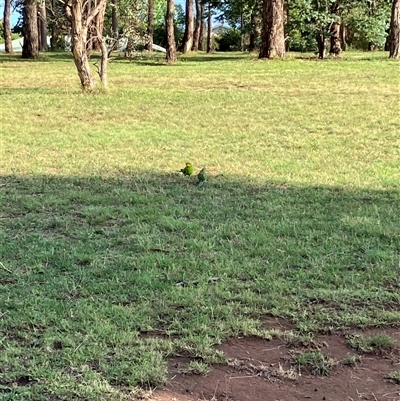 Polytelis swainsonii (Superb Parrot) at Garran, ACT - 16 Jan 2025 by IHendy01