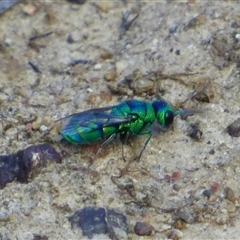 Chrysididae (family) at West Hobart, TAS - 16 Jan 2025 by VanessaC