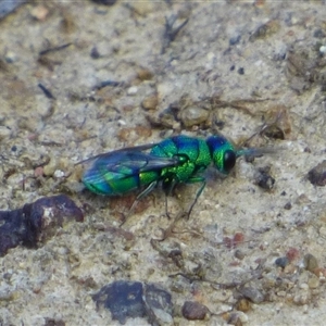 Chrysididae (family) at West Hobart, TAS - 16 Jan 2025 05:08 PM
