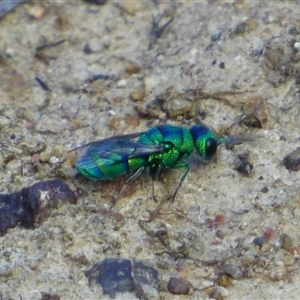 Chrysididae (family) at West Hobart, TAS by VanessaC