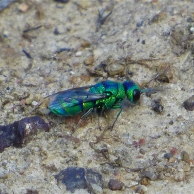 Chrysididae (family) (Cuckoo wasp or Emerald wasp) at West Hobart, TAS - 16 Jan 2025 by VanessaC