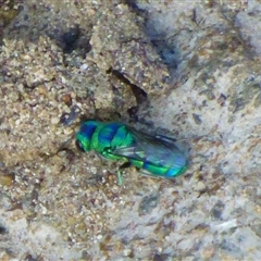 Chrysididae (family) at West Hobart, TAS - 16 Jan 2025 05:08 PM