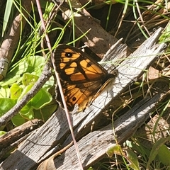 Heteronympha solandri at Forbes Creek, NSW - 16 Jan 2025 by Csteele4