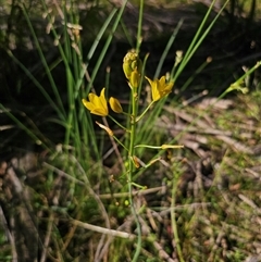 Bulbine glauca (Rock Lily) at Forbes Creek, NSW - 16 Jan 2025 by Csteele4