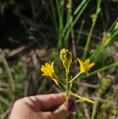 Bulbine glauca at Forbes Creek, NSW - 16 Jan 2025