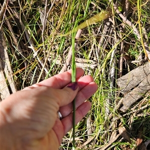 Bulbine glauca at Forbes Creek, NSW - 16 Jan 2025