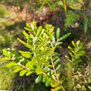 Banksia marginata at Forbes Creek, NSW - 16 Jan 2025