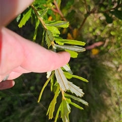 Banksia marginata at Forbes Creek, NSW - 16 Jan 2025