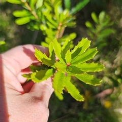 Banksia marginata at Forbes Creek, NSW - 16 Jan 2025