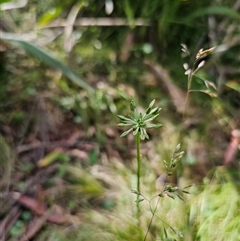 Oreomyrrhis eriopoda (Australian Carraway) at Forbes Creek, NSW - 16 Jan 2025 by Csteele4