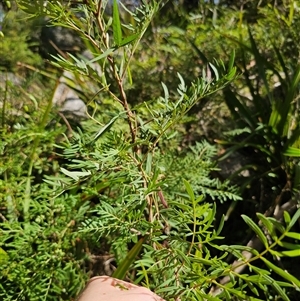 Polyscias sambucifolia subsp. Bipinnate leaves (J.H.Ross 3967) Vic. Herbarium at Palerang, NSW - 16 Jan 2025 05:11 PM