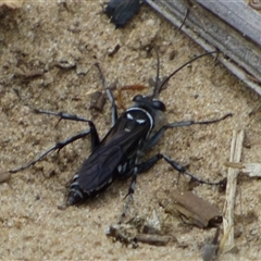 Turneromyia sp. (genus) at West Hobart, TAS - 14 Feb 2025 by VanessaC