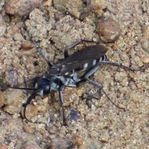 Turneromyia sp. (genus) at West Hobart, TAS by VanessaC