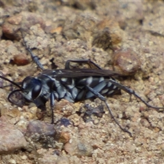 Pompilinae (Subfamily) at West Hobart, TAS - 14 Feb 2025 03:41 PM