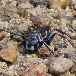 Pompilinae (Subfamily) at West Hobart, TAS - 14 Feb 2025 03:41 PM