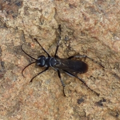 Pompilinae (Subfamily) at West Hobart, TAS - 14 Feb 2025 03:41 PM