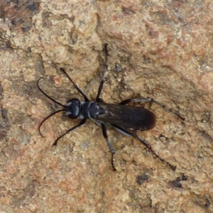 Pompilinae (Subfamily) at West Hobart, TAS - 14 Feb 2025 03:41 PM