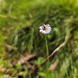 Lagenophora stipitata (Common Lagenophora) at Palerang, NSW by Csteele4