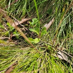 Lagenophora stipitata at Palerang, NSW - 16 Jan 2025 05:01 PM