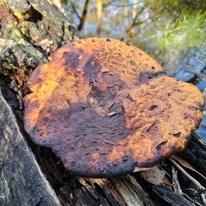 Fomitopsis maculatissima at Palerang, NSW by Csteele4