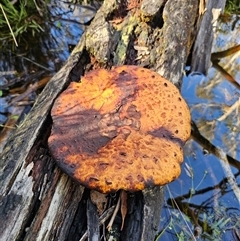 Fomitopsis maculatissima at suppressed - 16 Jan 2025 04:50 PM
