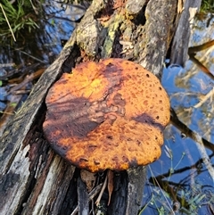 Fomitopsis maculatissima at suppressed - 16 Jan 2025