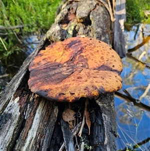 Fomitopsis maculatissima at suppressed - 16 Jan 2025