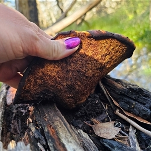 Fomitopsis maculatissima at suppressed - 16 Jan 2025