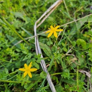 Hypoxis hygrometrica (Golden Weather-grass) at Palerang, NSW by Csteele4