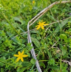 Hypoxis hygrometrica at Palerang, NSW - 16 Jan 2025 04:46 PM