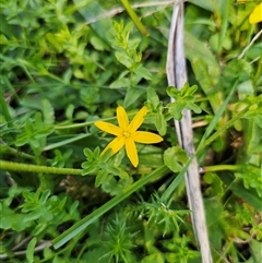 Hypoxis hygrometrica at Palerang, NSW - 16 Jan 2025 04:46 PM