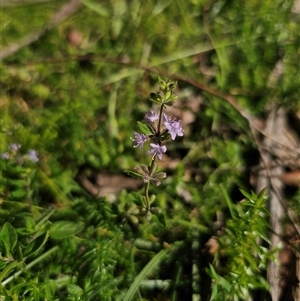 Mentha diemenica (Wild Mint, Slender Mint) at Palerang, NSW by Csteele4