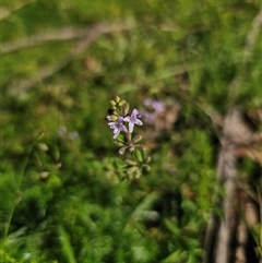 Mentha diemenica at Palerang, NSW - 16 Jan 2025 04:32 PM