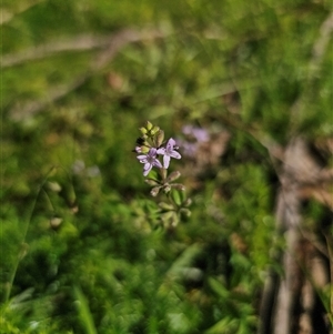 Mentha diemenica at Palerang, NSW - 16 Jan 2025 04:32 PM