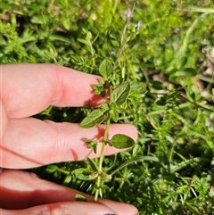 Mentha diemenica at Palerang, NSW - 16 Jan 2025 04:32 PM