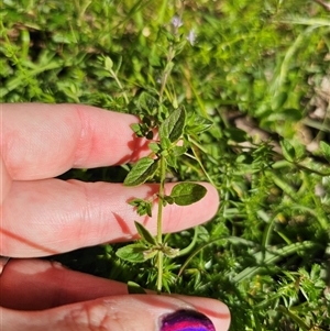 Mentha diemenica at Palerang, NSW - 16 Jan 2025 04:32 PM