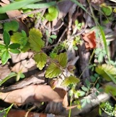 Veronica calycina (Hairy Speedwell) at Palerang, NSW - 16 Jan 2025 by Csteele4