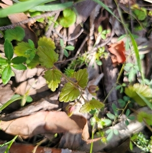 Veronica calycina (Hairy Speedwell) at Palerang, NSW by Csteele4