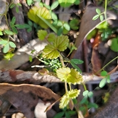 Veronica calycina at Palerang, NSW - 16 Jan 2025 04:03 PM