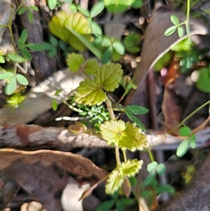 Veronica calycina at Palerang, NSW - 16 Jan 2025 04:03 PM