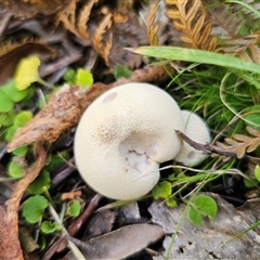 Lycoperdon sp. at Palerang, NSW - 16 Jan 2025 by Csteele4